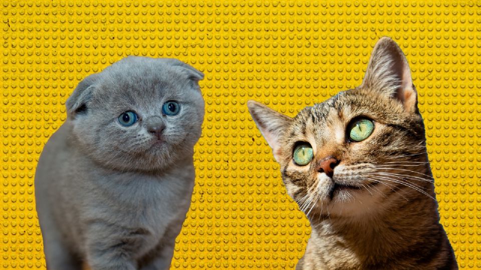 Test de gatos psicópatas