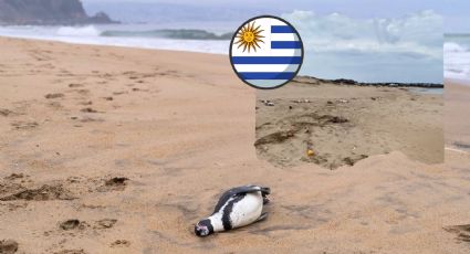 Entre animales muertos en costas de Uruguay se hallan pingüinos, gaviotas y lobos marinos