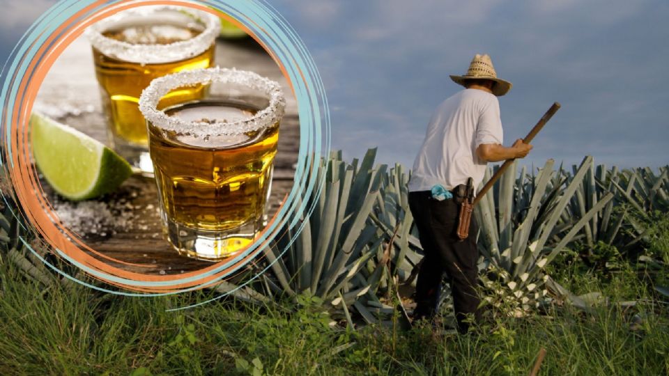 Se cree que el tequila fue inventado por los antiguos aztecas, que usaban el agave para hacer una bebida llamada pulque.