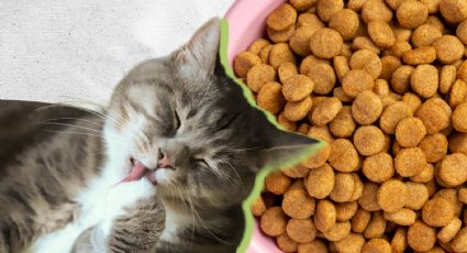 Hills vs Purina Pro Plan: ¿Cuál marca de croquetas para gato tiene más proteína según Profeco?