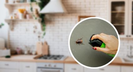 ¿Cucarachas? 3 insecticidas económicos para sacarlas de tu casa