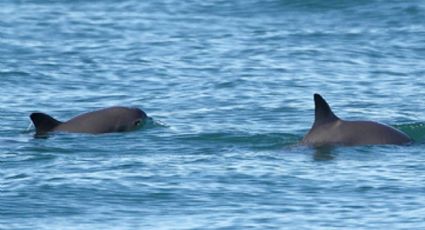 Semar reporta avistamiento de posibles vaquitas marinas en el Golfo de California