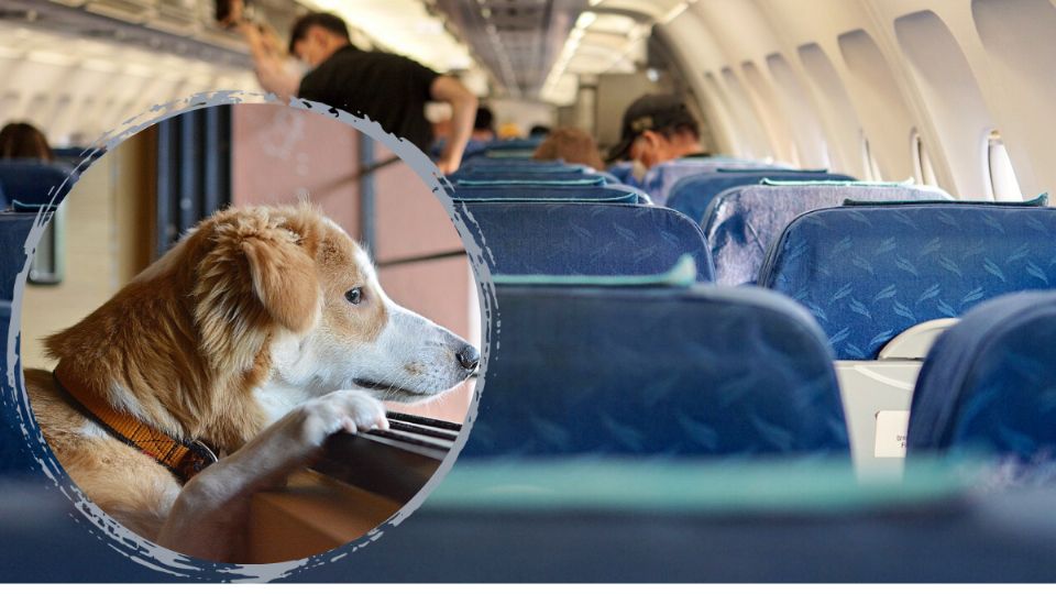 Ilustrativa. Perrito es bajado de avión con su ama por no cumplir con requisitos de viaje.