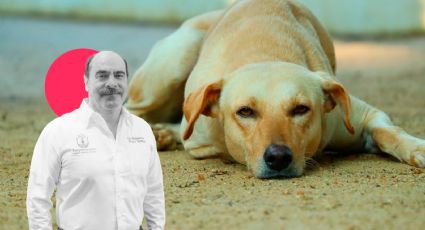 Tangancícuaro: Dueño de Buba y Canelita espera se haga justicia