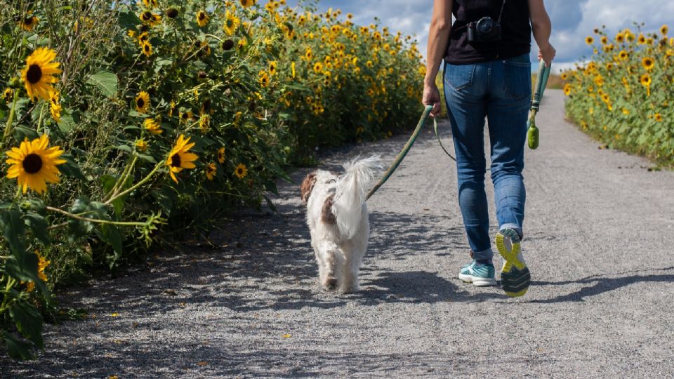 Persona caminando con mascota / Ilustración