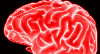 Neurocientíficos descubren la zona del cerebro que se encarga de la percepción visual consciente