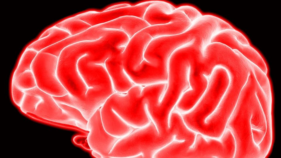 Neurocientíficos descubren la zona del cerebro que se encarga de la percepción visual consciente