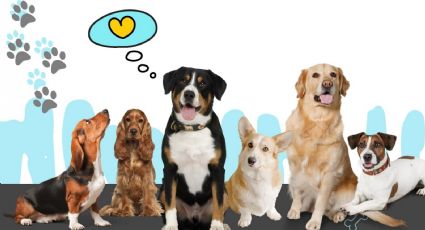 5 razas de perros que hacen más felices a los humanos