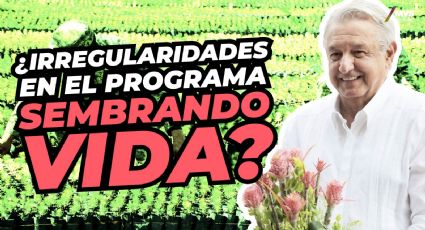 Presentan 65 denuncias por irregularidades en el programa Sembrando Vida.