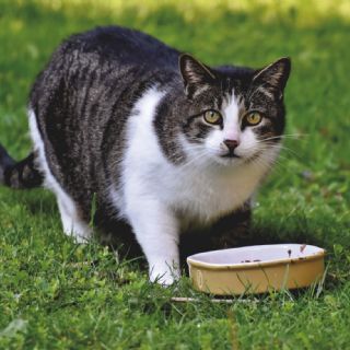 ¿Qué es una dieta saludable para gatos?