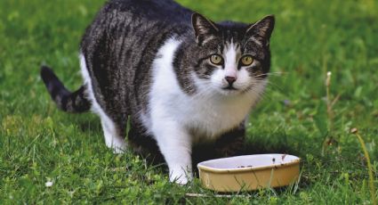 ¿Qué es una dieta saludable para gatos?