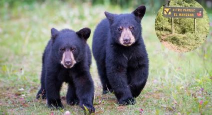 Conoce la Tierra de Osos en Ciénega de González, Nuevo León