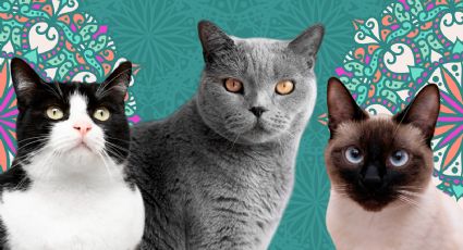 5 nombres para gato creados por mexicanos que te encantarán