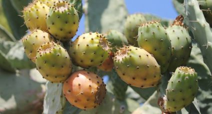 Beneficios y propiedades de dos frutas de temporada guayaba y tuna