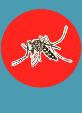 ¿Combatir el dengue con mosquitos?, conoce este program de Médicos sin Fronteras