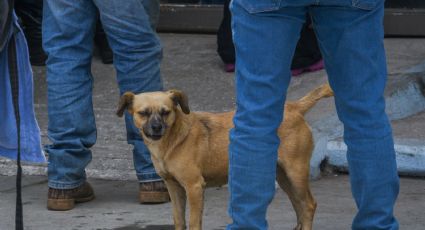 Reciben perros del CTC del Metro donación de una tonelada de alimento