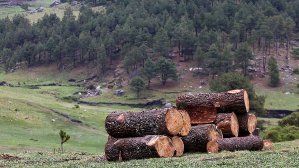 Operativo conjunto para el combate a la tala ilegal en bosques de la Ciudad de México, Morelos y Estado de México.