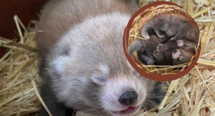 Nacen dos pandas rojos en peligro de extinción en Reino Unido: VIDEO
