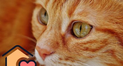Día Internacional del Gato: 3 sitios en la CDMX para poder adoptar un michi
