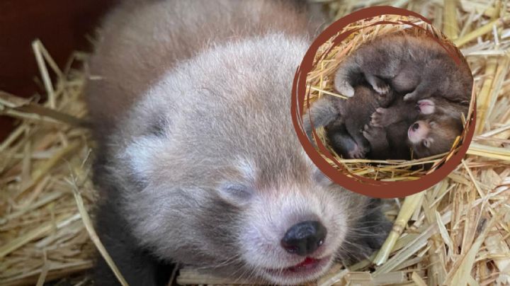 Nacen dos pandas rojos en peligro de extinción en Reino Unido: VIDEO