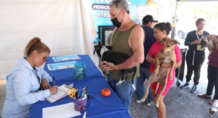 Municipio de San Nicolás brindará vacunas gratis para michis y lomitos