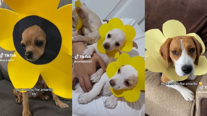 ¿Por qué les ponen flores amarillas a los perritos? | VIDEO