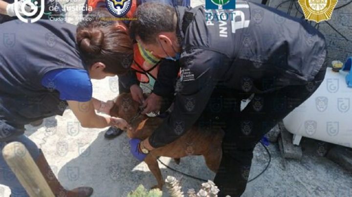 Rescata FGJ 12 perritos en estado de abandono y hacinamiento