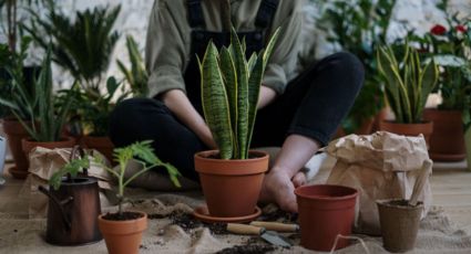 ¿Qué plantas son perfectas para terrazas donde hay mucho sol?