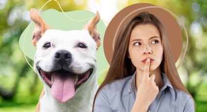 3 formas de descubrir si eres el 'alfa' o líder para tu perro