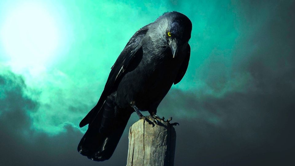 El significado espiritual de los cuervos ¿por qué se dice que son un animal tótem?