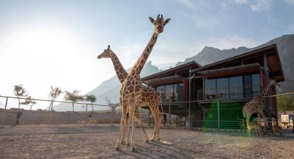 ¿Cuánto cuesta hospedarse en Xhant? El hotel con jirafas que está en Nuevo León