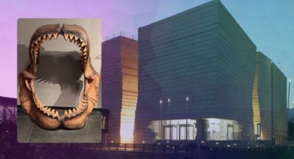 Museo del Noreste exhibirá fósil de tiburón de Mauricio Fernández