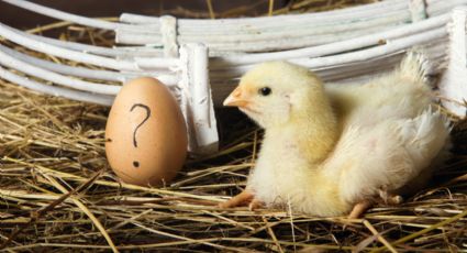 ¿Qué fue primero, el huevo o la gallina? ¡IA pone fin al misterio!