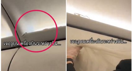 Miedo desatado en un vuelo de Tailandia al encontrar una serpiente en un compartimento |VIDEO