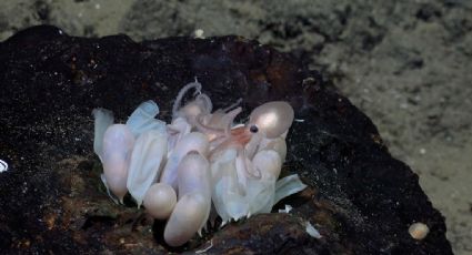 Encuentran nuevas especies de pulpo en el Océano Pacífico