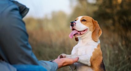 Diez cosas que tu perro odia que hagas y no lo sabes