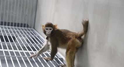 Clonación de mono en China no debe ser motivo de preocupación o escándalo: UNAM
