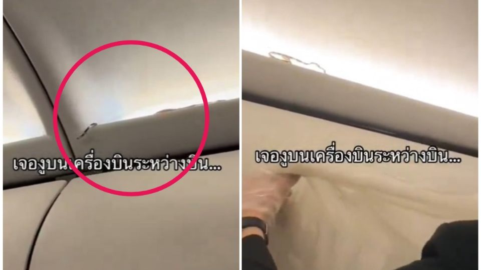 Miedo desatado en un vuelo de Tailandia al encontrar una serpiente en un compartimento.