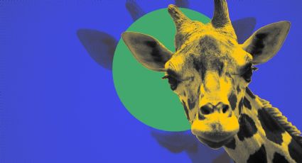 ¿Cómo va el traslado de la jirafa 'Benito'  desde Ciudad Juárez a Africam Safari?