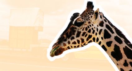 La jirafa Benito ya está en Puebla: ‘Llegó sano y salvo’, señala Africam Safari | VIDEO