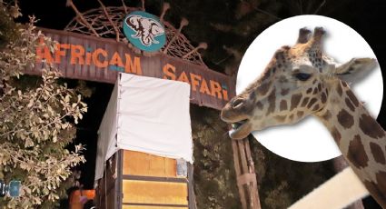 Es probable poder visitar a la jirafa ‘Benito’ el próximo fin de semana: Gregory Camacho