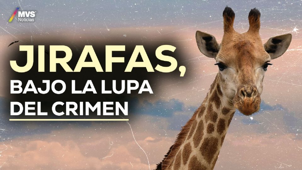 La caza ilegal de jirafas es un tema que preocupa hasta a la ONU.