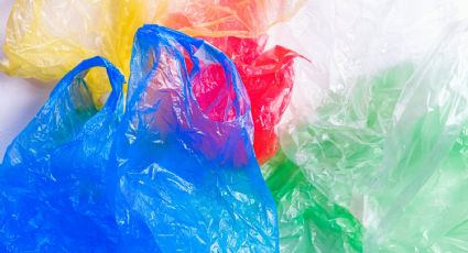 Con gorgojos, investigadores de la UNAM analizan bolsas de plástico