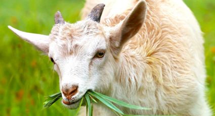 Científicos descubren que las cabras también distinguen emociones en la voz humana