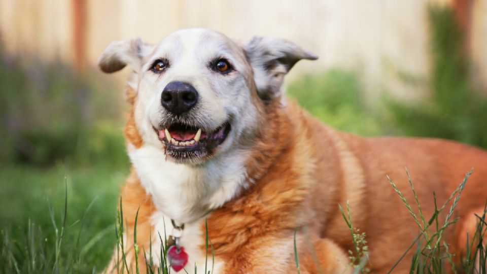 Si tu mascota es un perrito viejo de raza grande, esta enfermedad podría presentarse luego de que cumpla siete años.