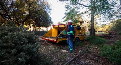 Gobierno de Monterrey inicia recolección de pinos de Navidad