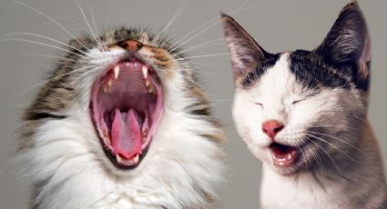 Estas son las razas de gatos que te contagiarán su flojera al verlos