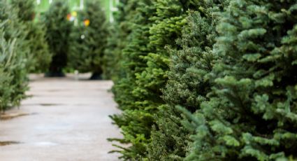 San Nicolás habilita centros de acopios para pinos de Navidad