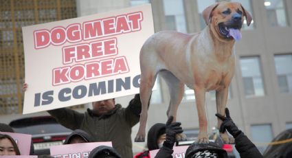 Corea del Sur prohíbe el consumo de carne de perro; entrará en vigor en 2027