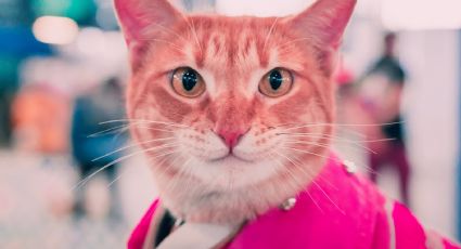 Amores de Garra Fest sorprendió con una edición para recordar